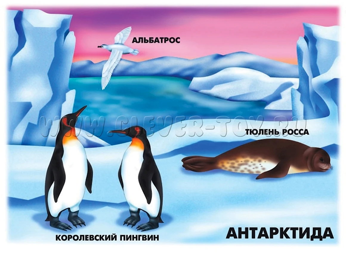 Антарктида для дошкольников