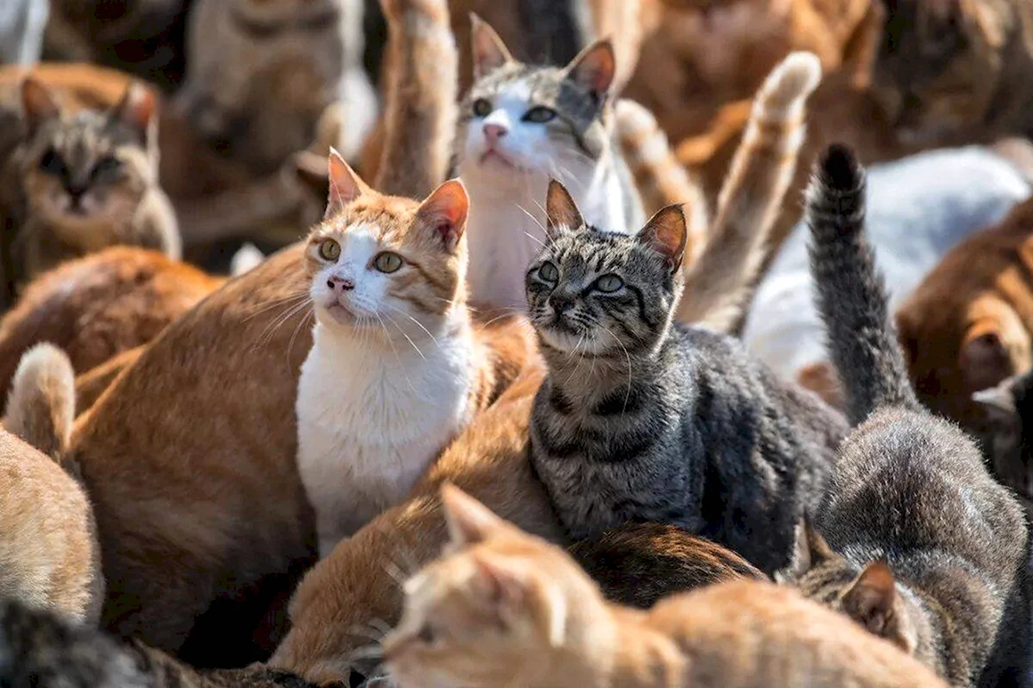Аосима кошачий остров