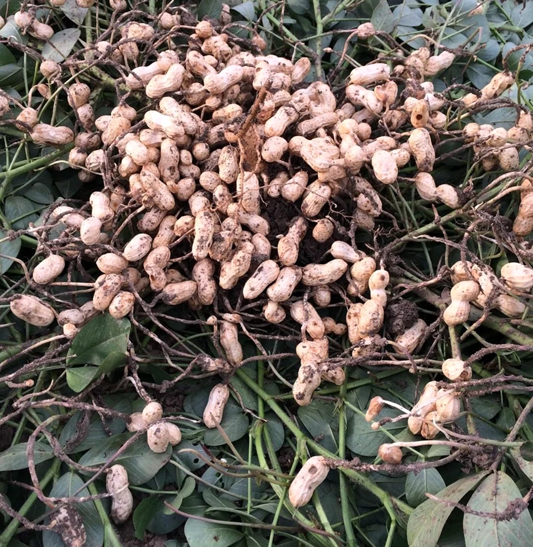 Арахис куст