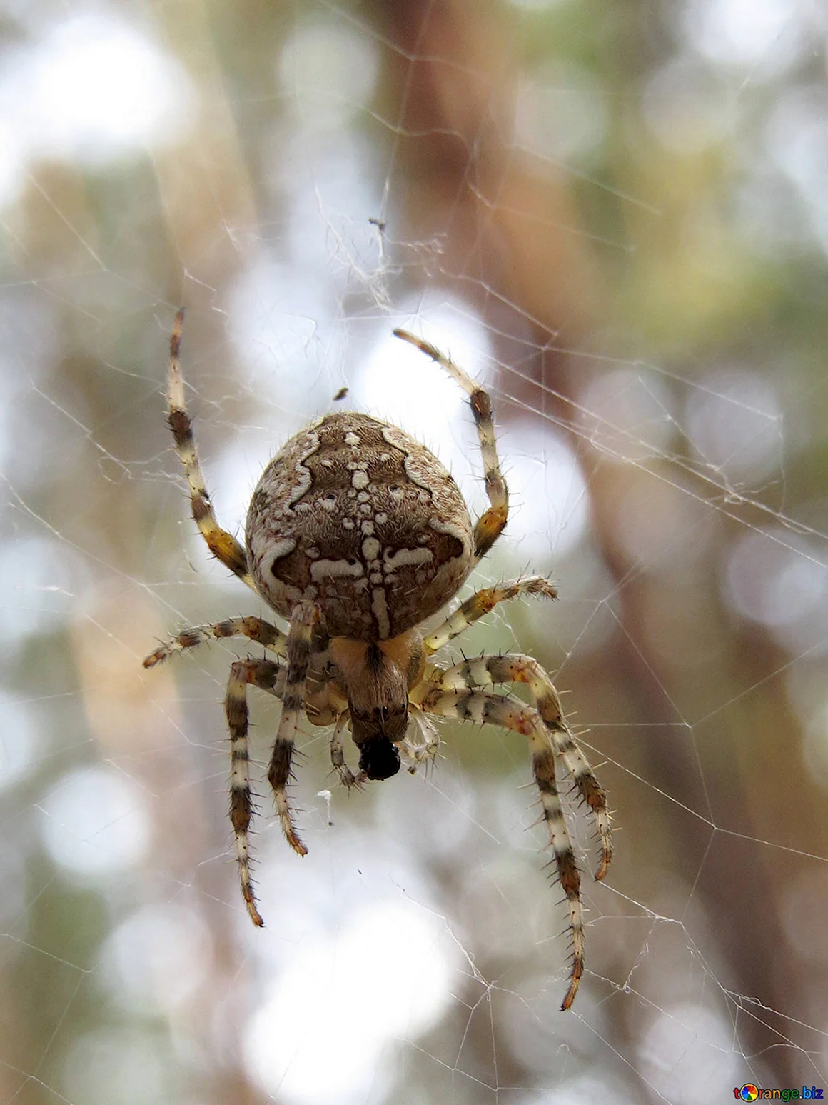 Araneus diadematus - крестовик