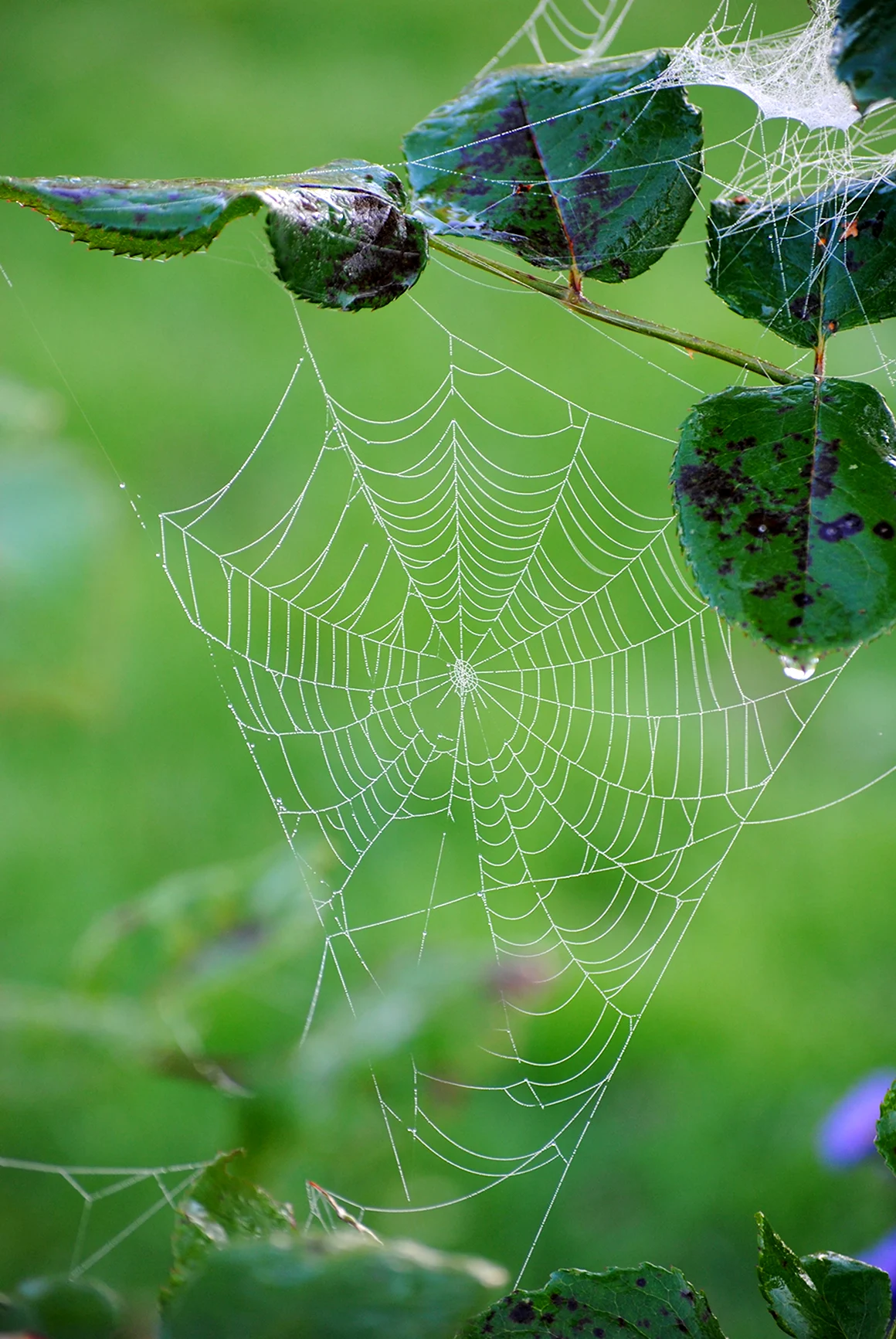 Araneus паутина