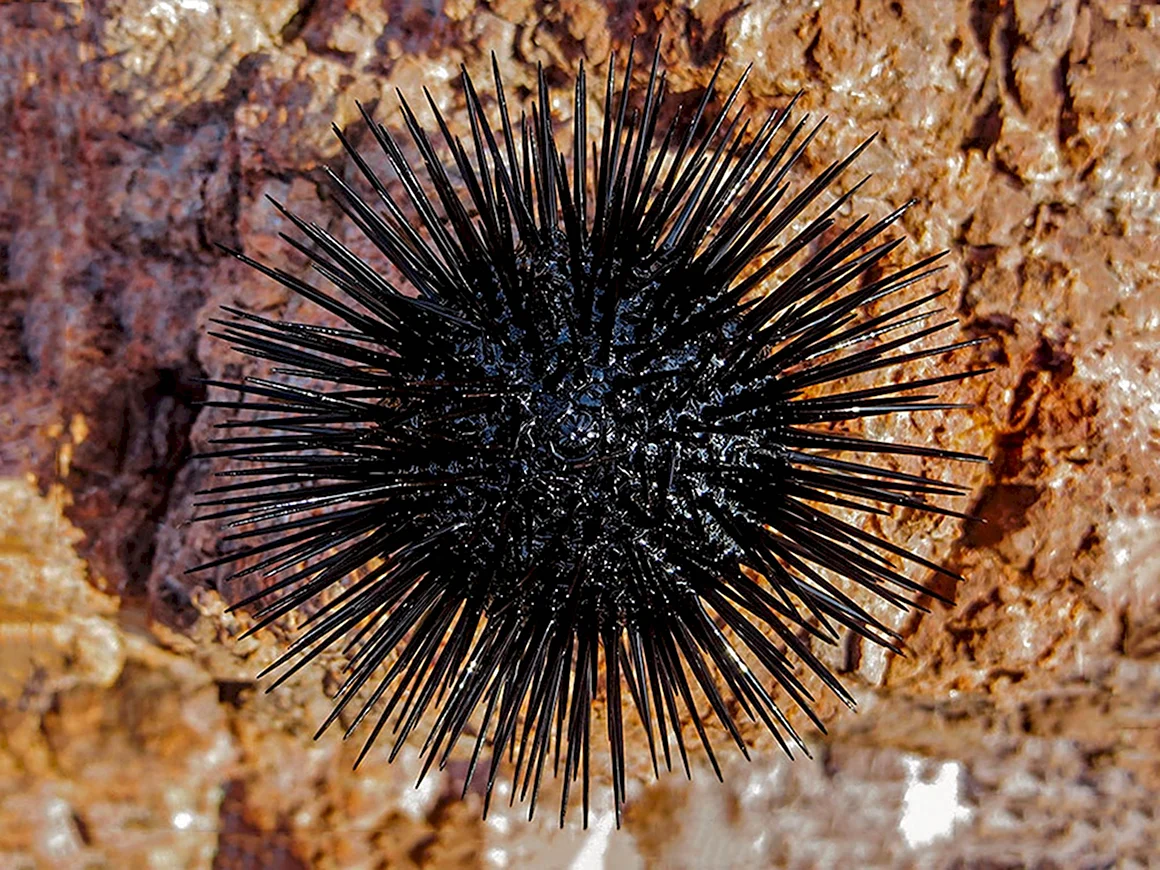 Arbacia lixula