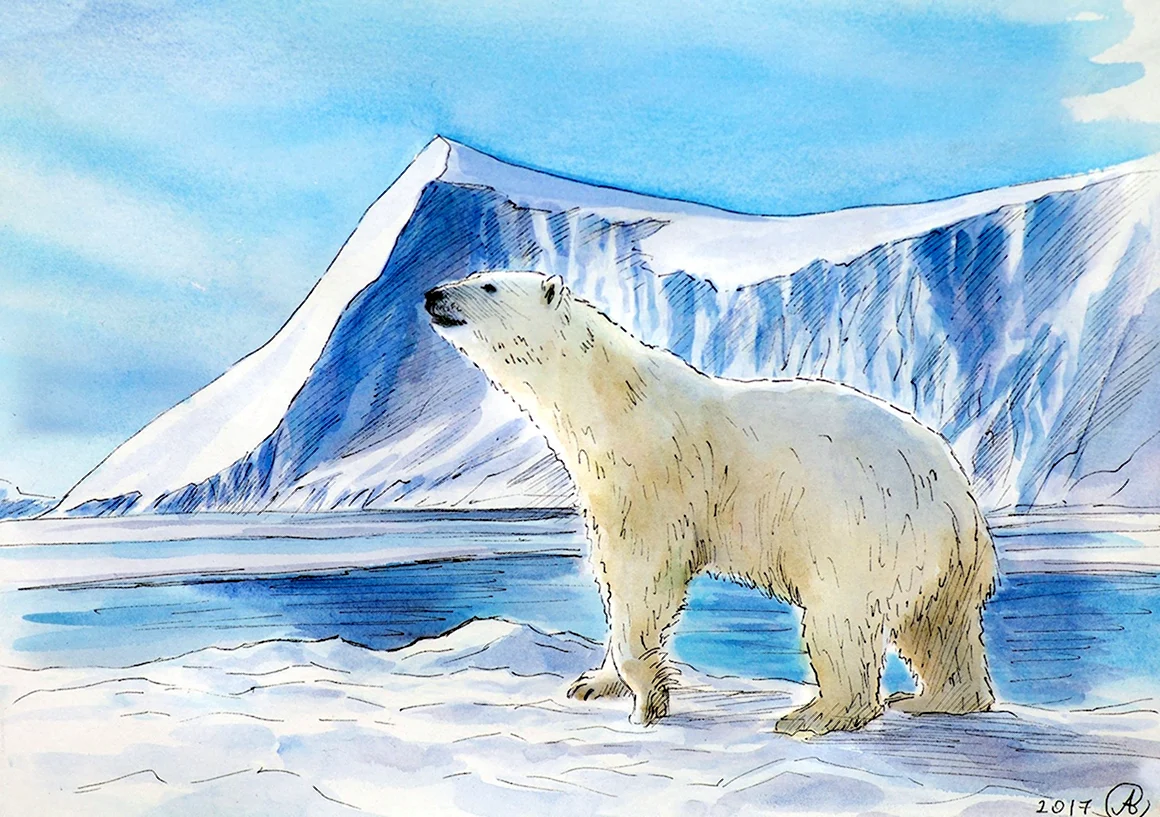 Арктика рисунок