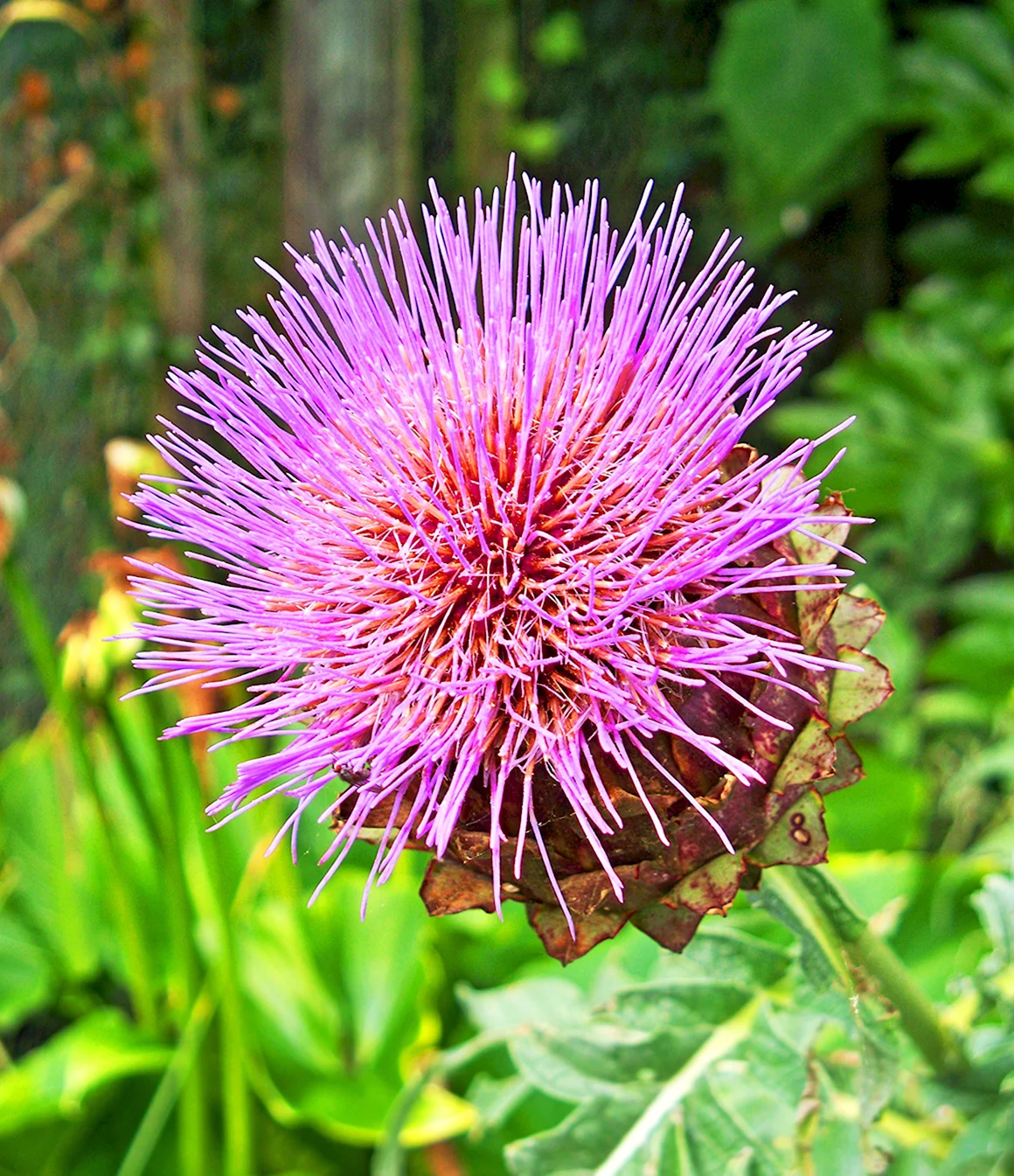 Артишок испанский Cynara cardunculus
