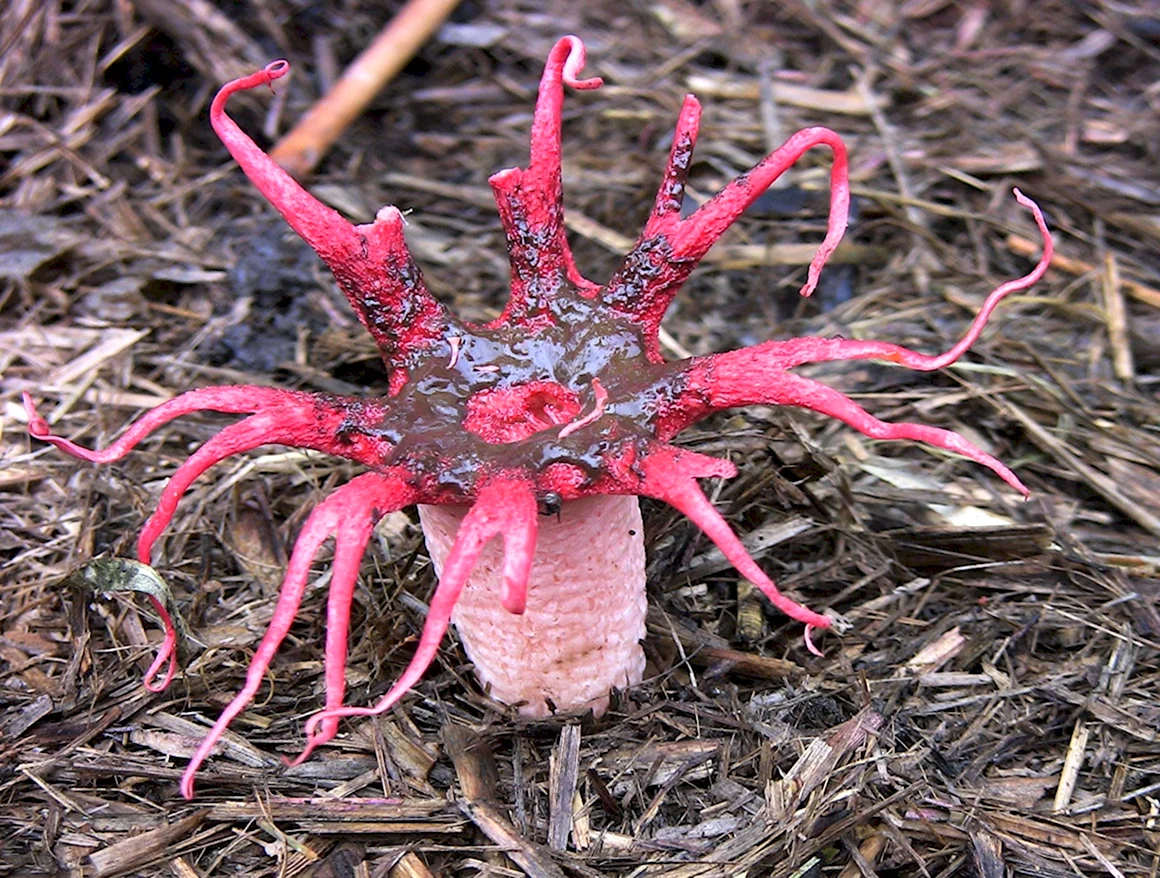 Aseroe rubra