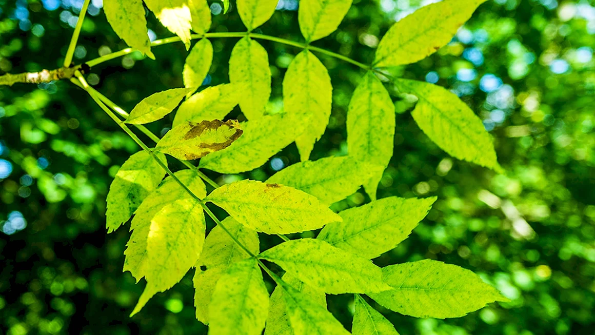 Ash Fraxinus
