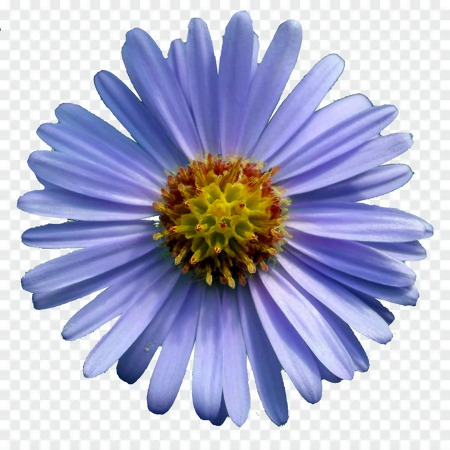 Aster