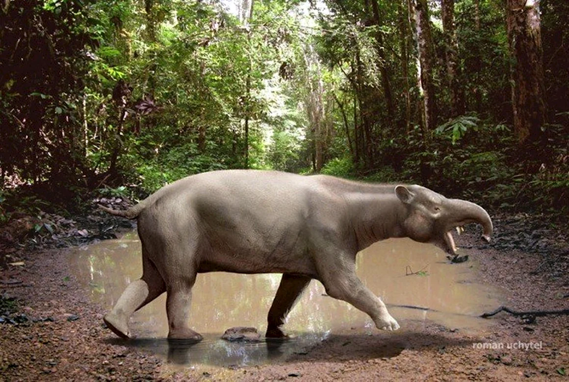 Astrapotherium Magnum