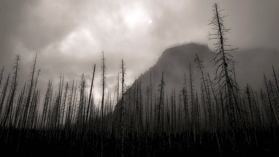 Atmospheric Black Metal лес