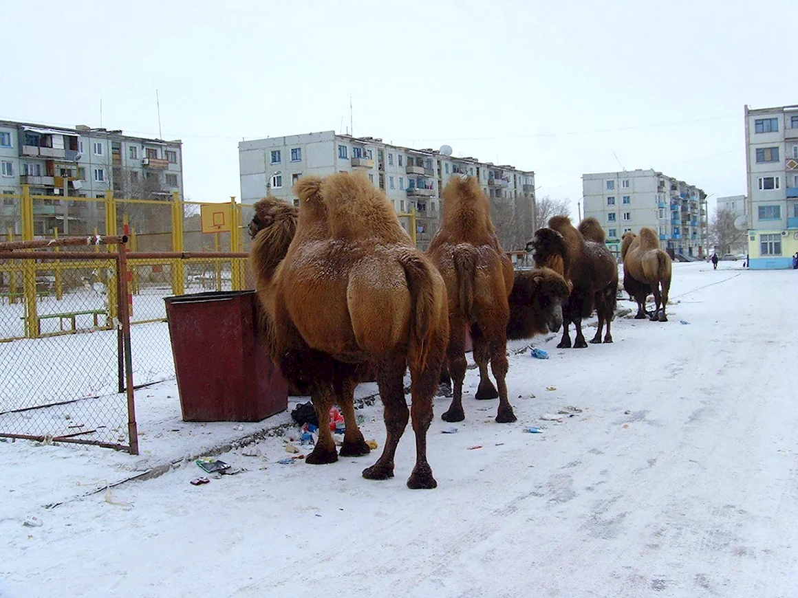 Атырау Верблюды