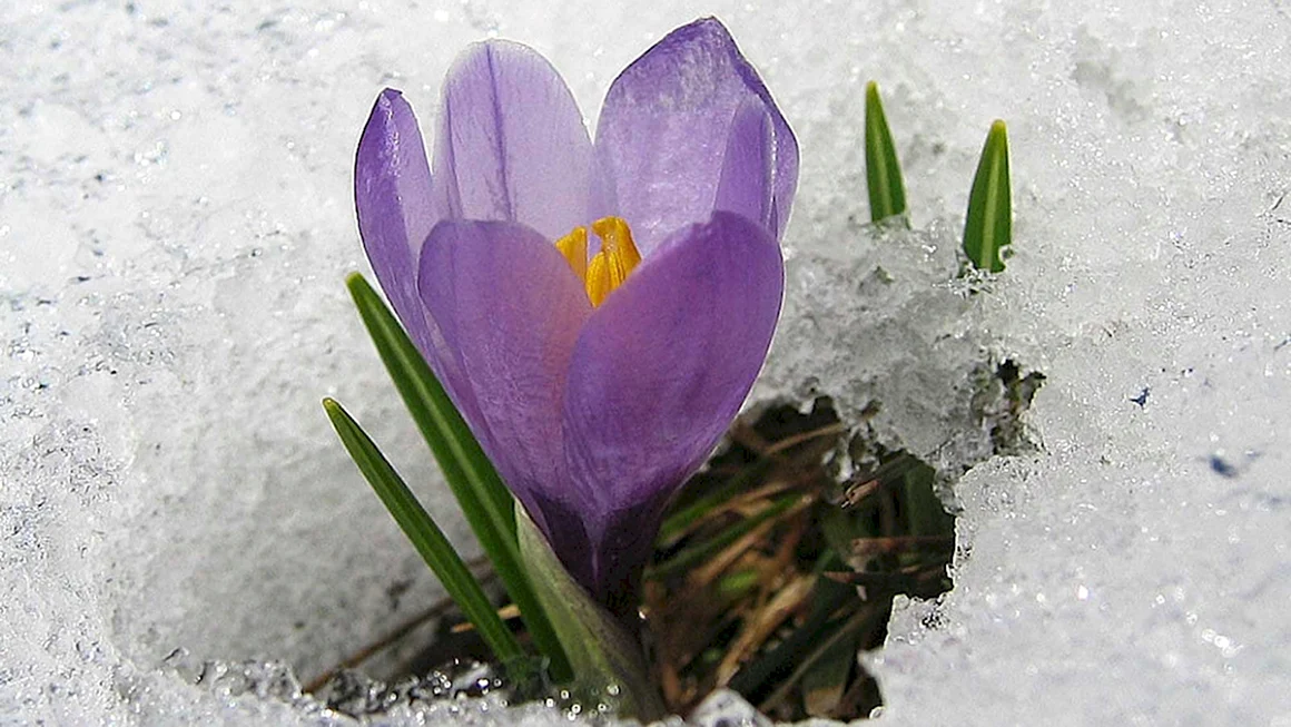 Аватар Весна природа