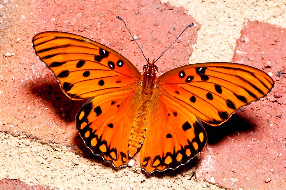 Бабочка Junonia coenia