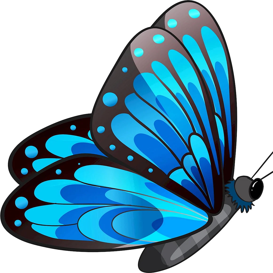 Бабочка Morpho Amathonte
