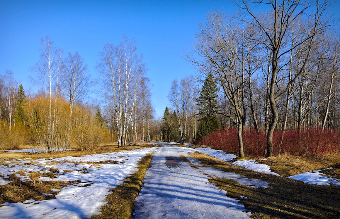 Баболовский парк Весна