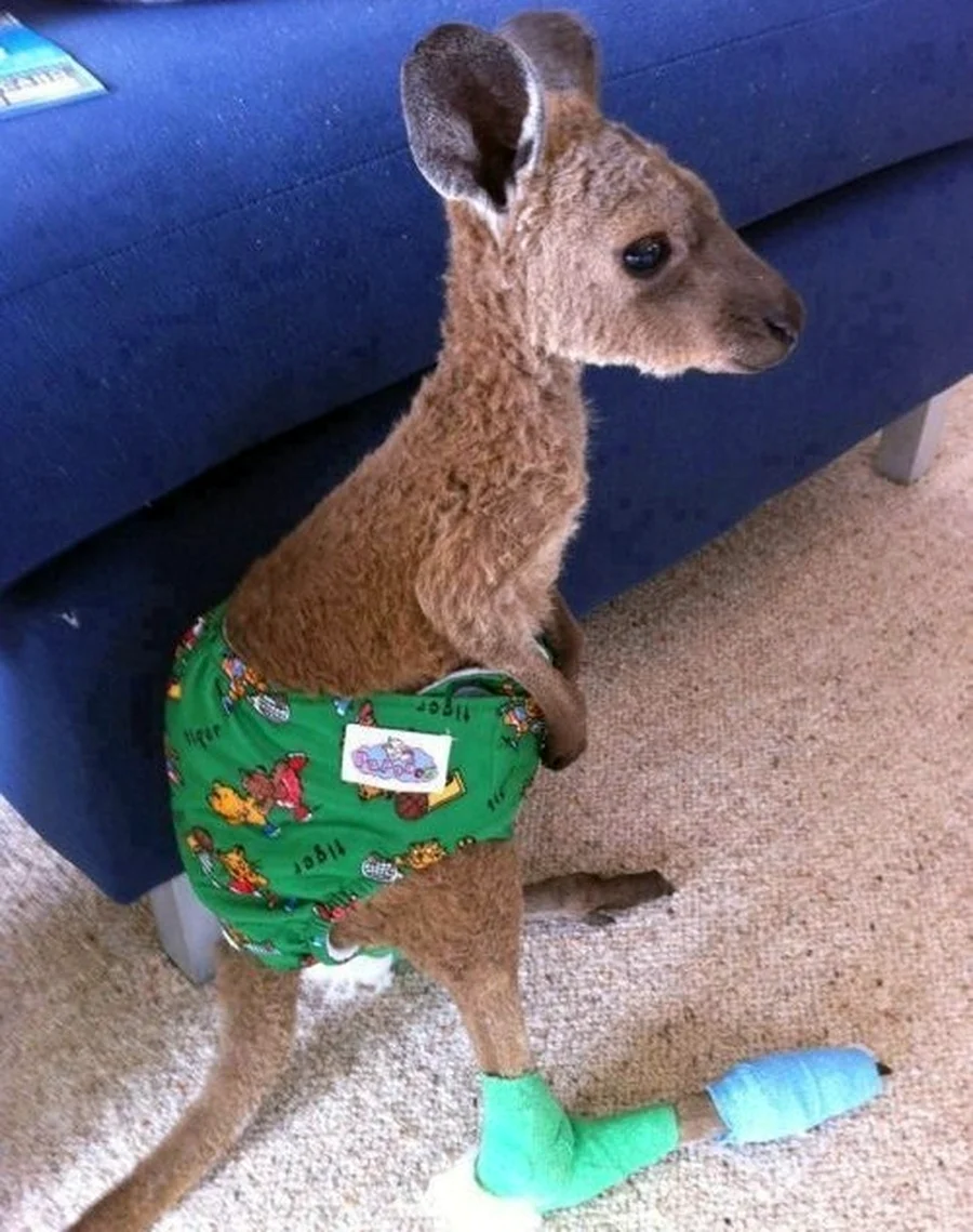 Baby Kangaroo