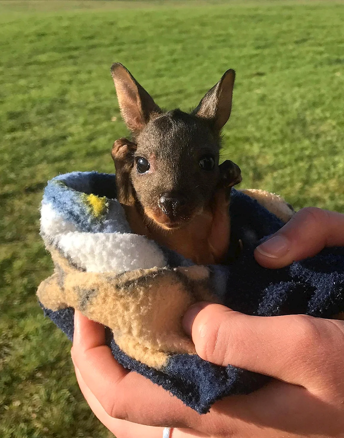 Baby Kangaroo