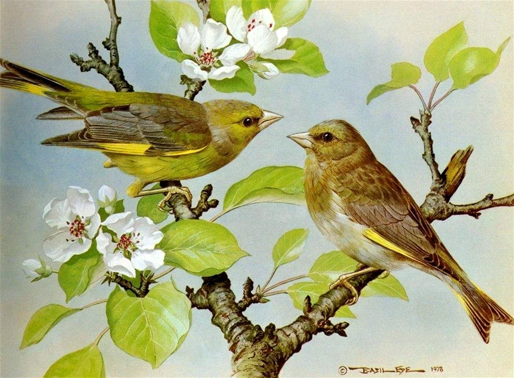 Базиль Эде ласточки
