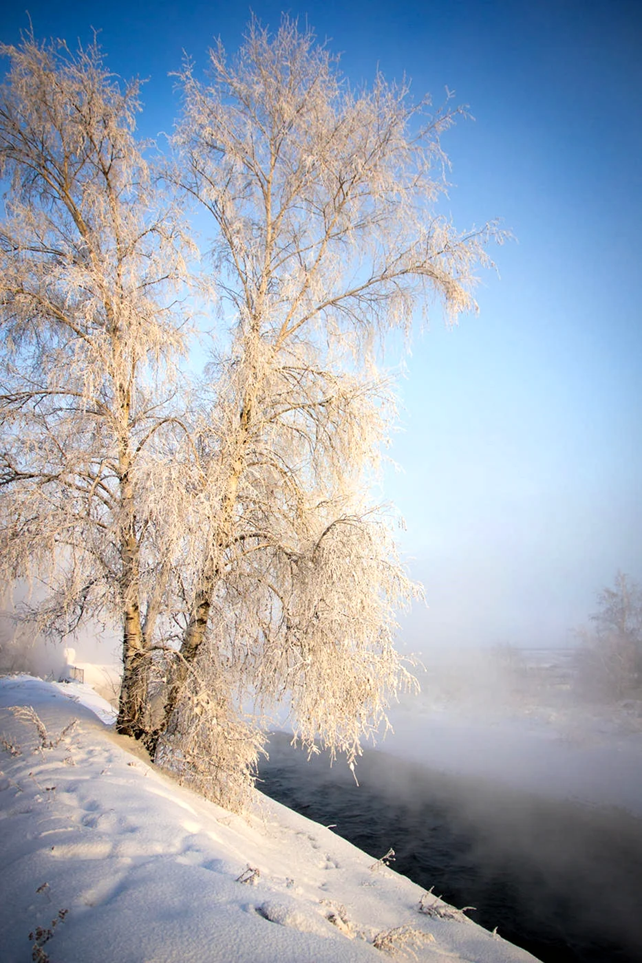 Белая береза