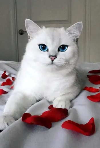 Белая Британская шиншилла Коби