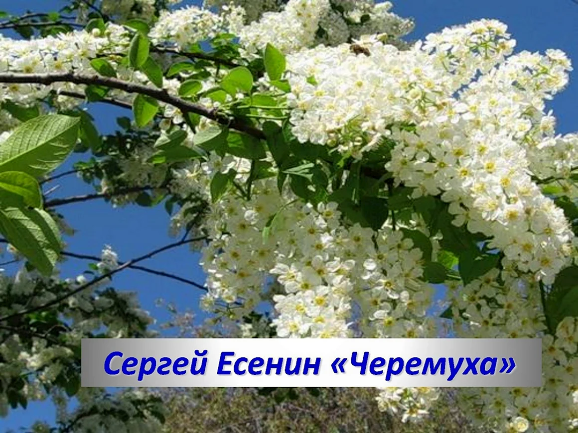 Белая черемуха Есенин