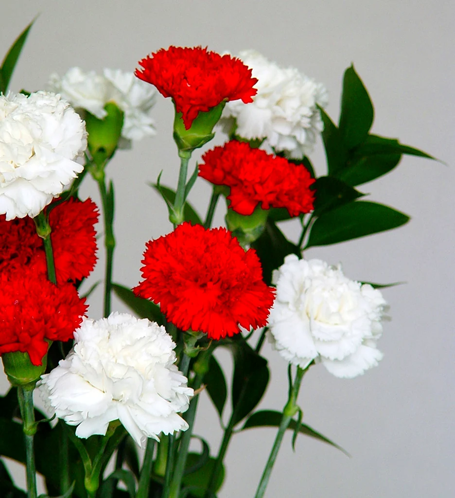 Белая гвоздика Dianthus caryophyllus
