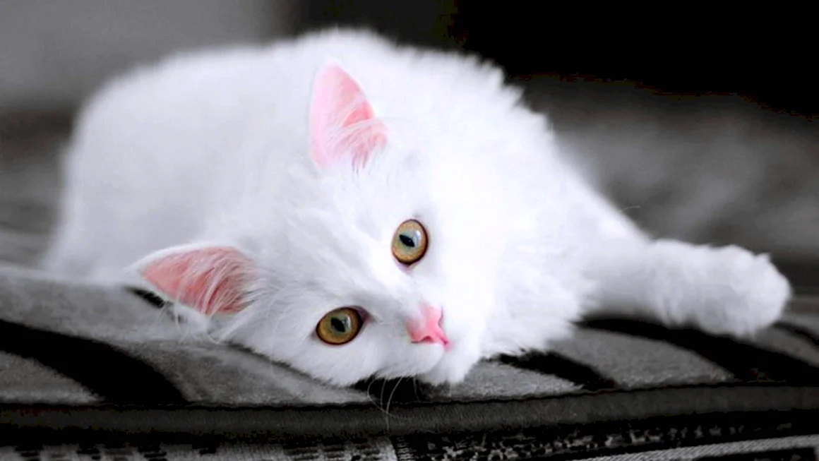 Белая кошечка