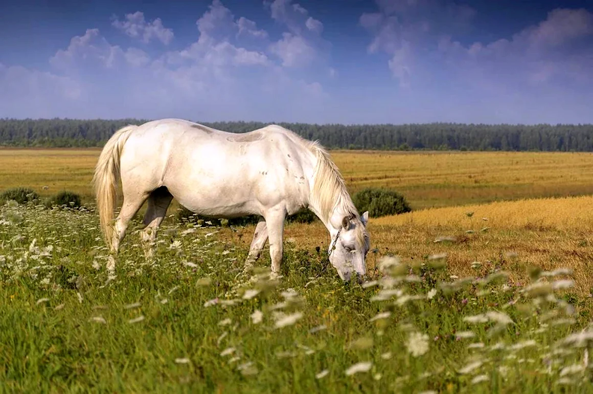 Белая лошадь пасется на лугу