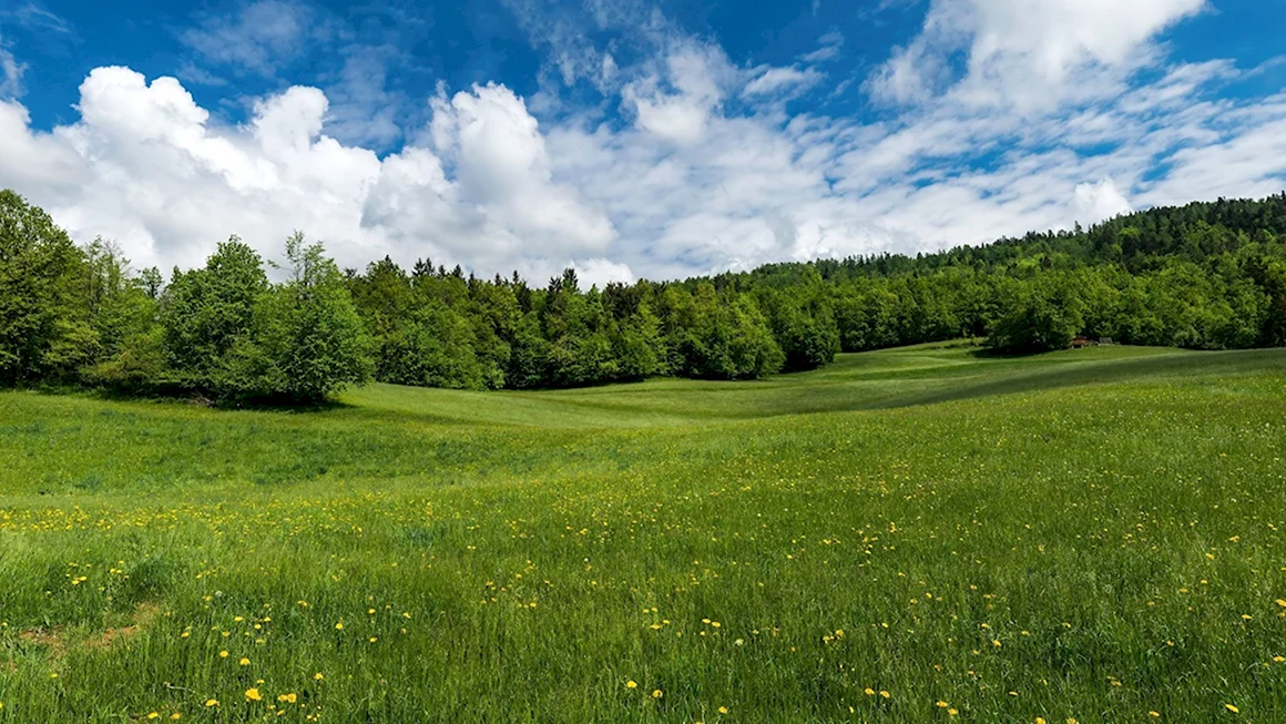 Беларусь Поляна равнинная