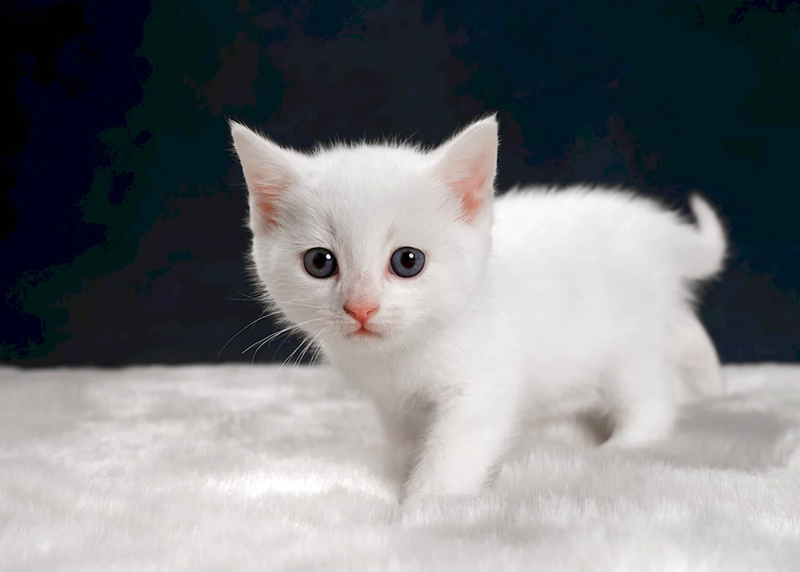 Беленький котенок
