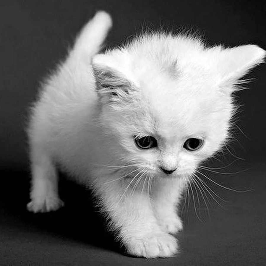 Беленький котенок