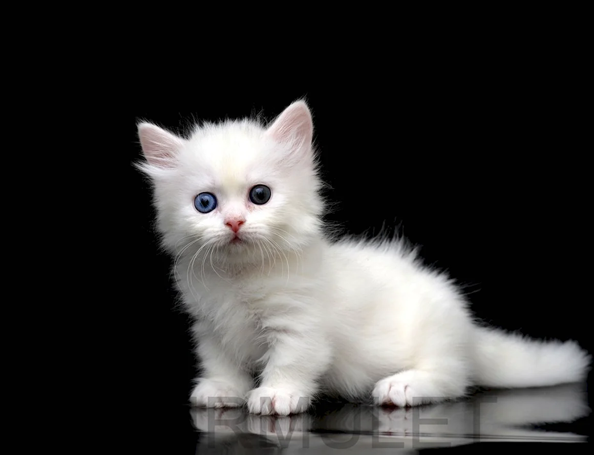 Беленький котенок
