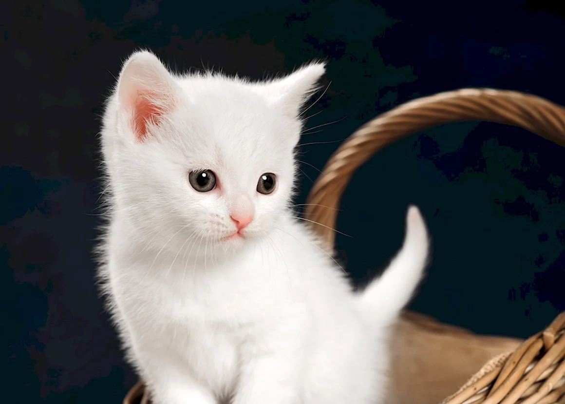 Беленький котенок