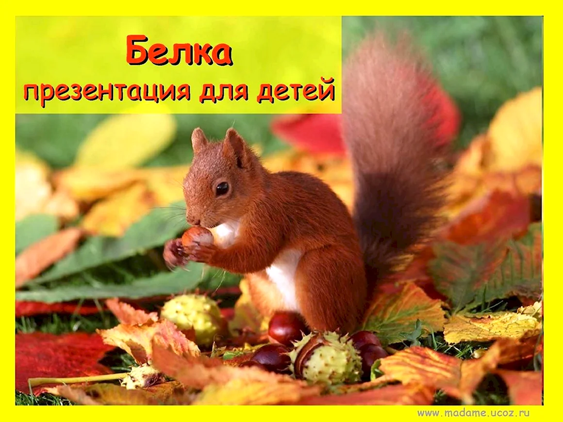Белка для детей