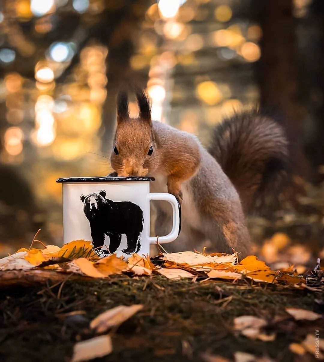 Белка фотосессия