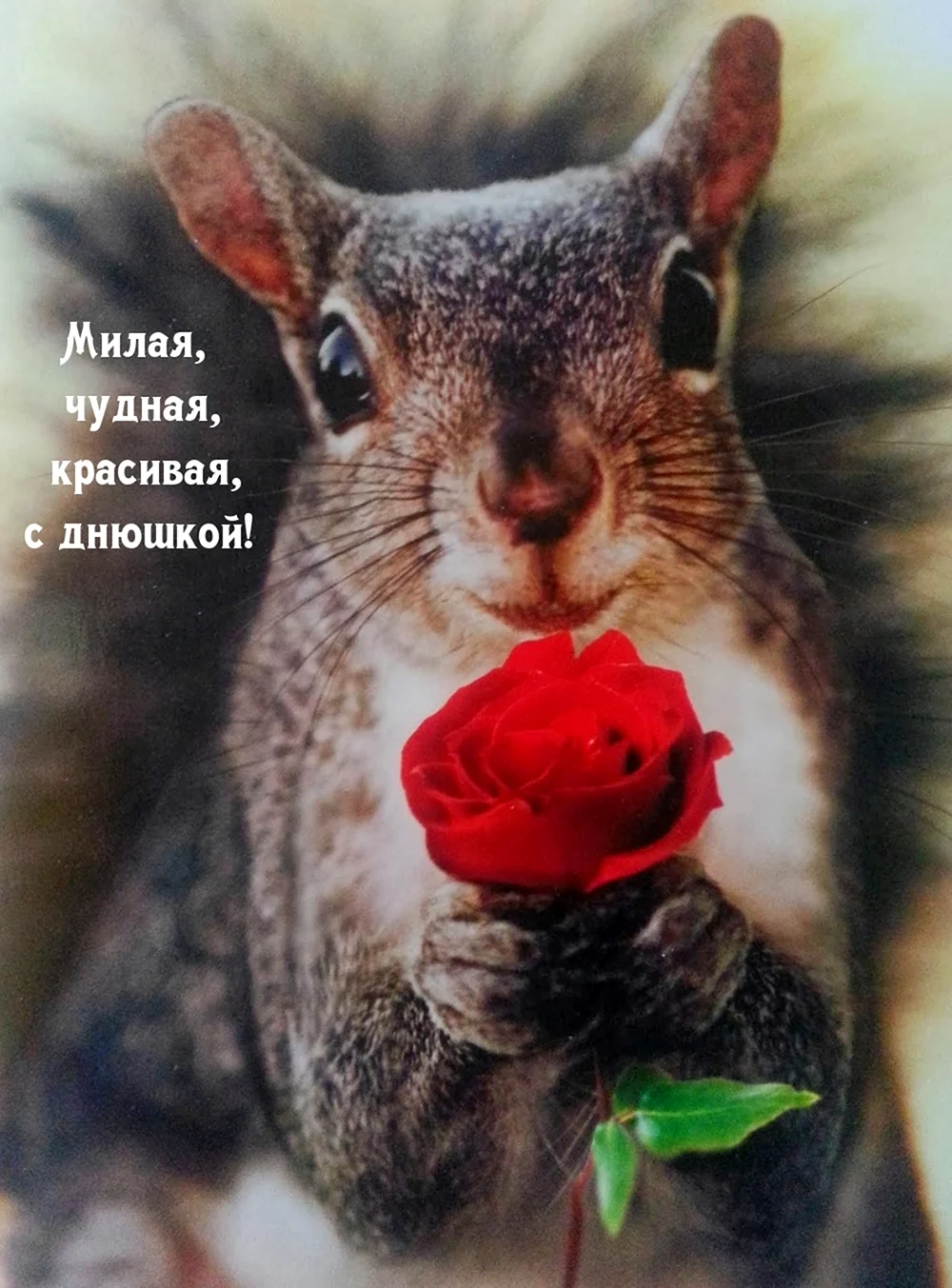 Белка и цветы