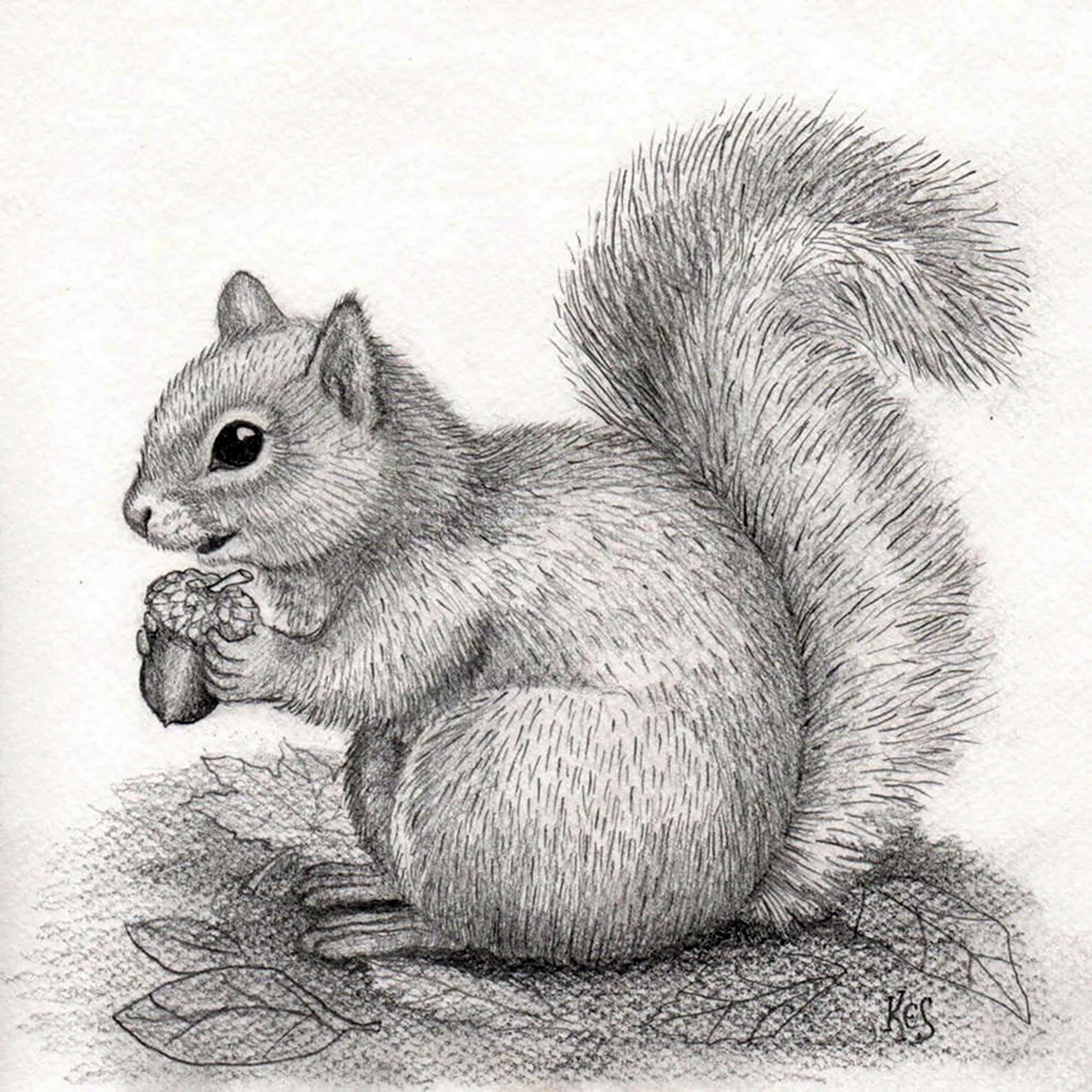 Белка рисунок
