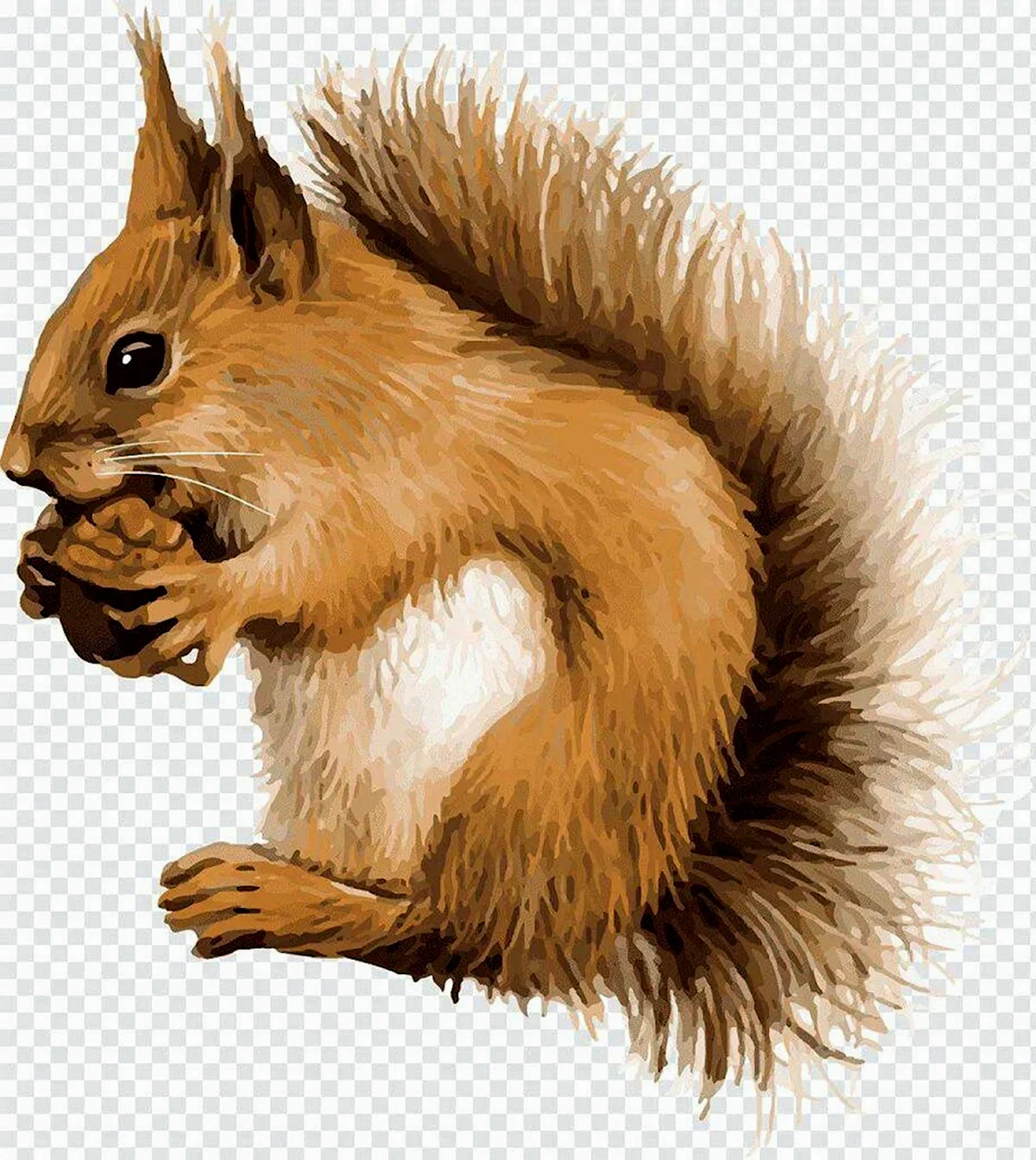 Белка рисунок