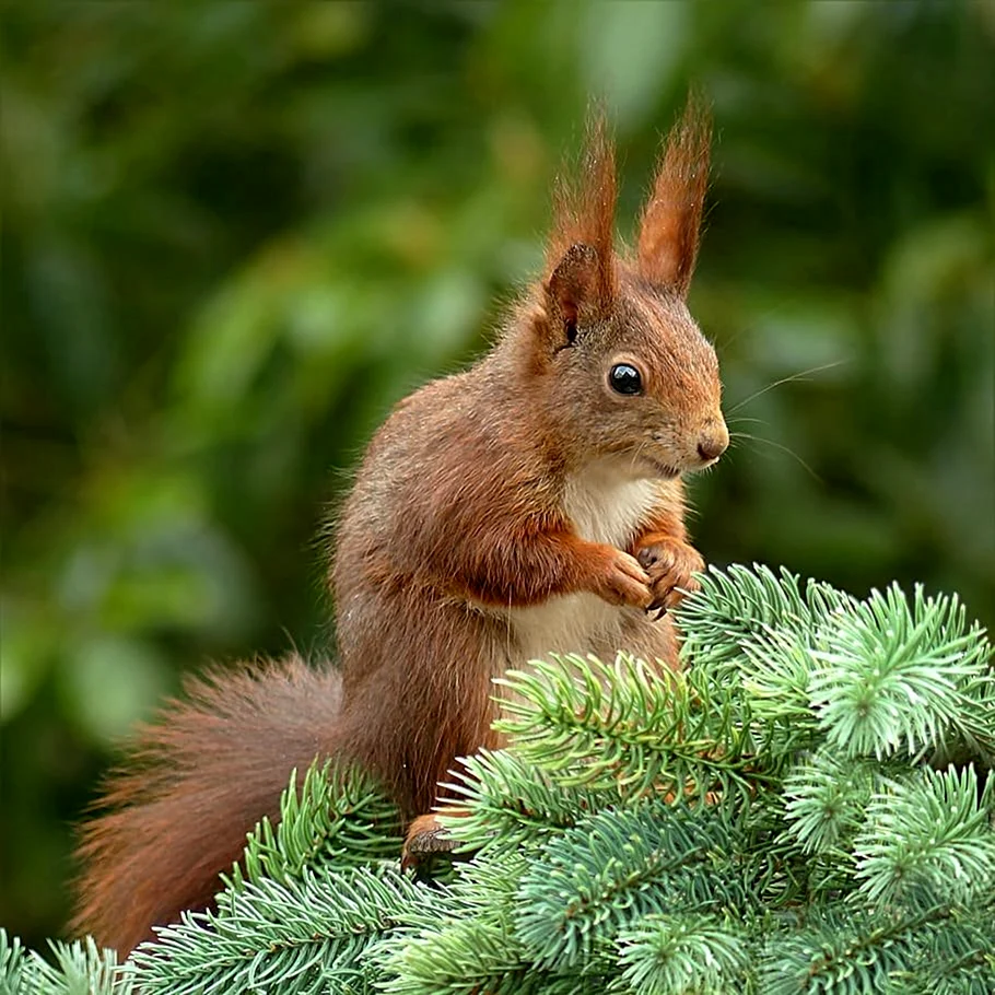 Белка Sciurus