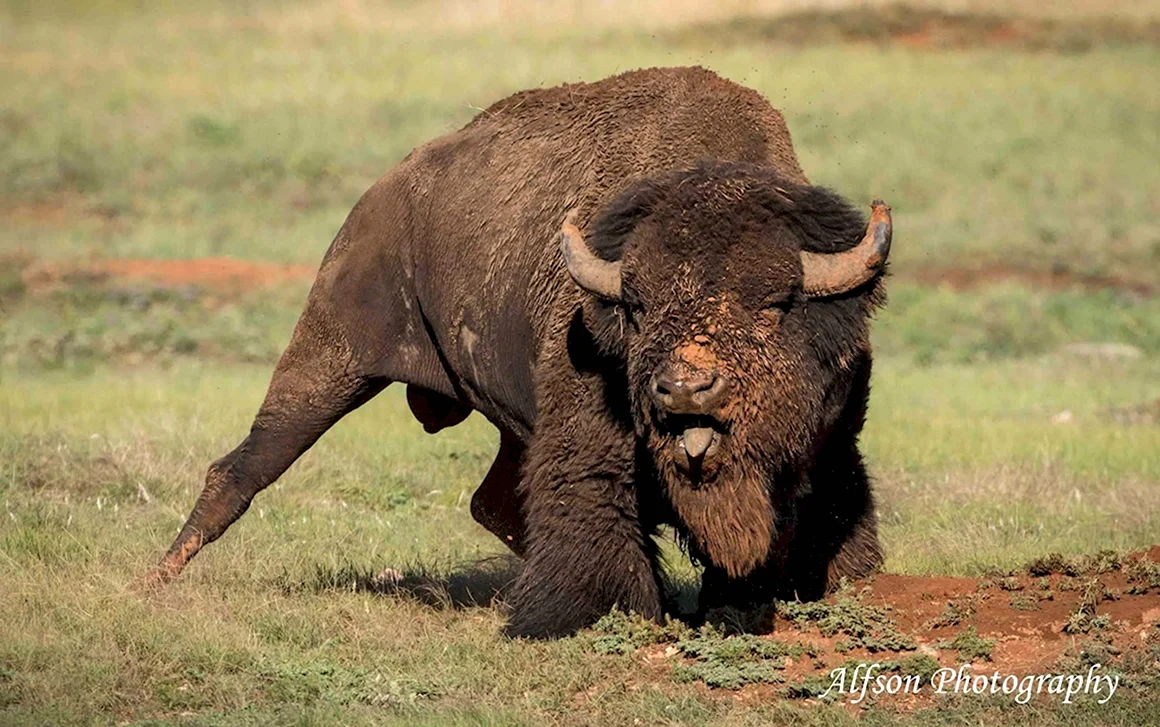 Bellowing