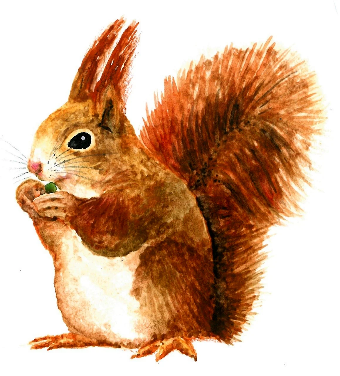 Белочка рисунок