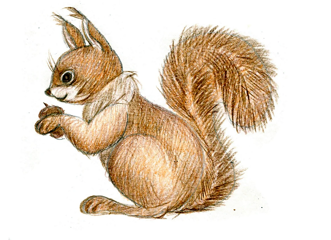Белочка рисунок