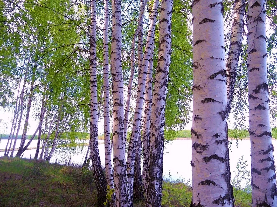 Белоствольная береза