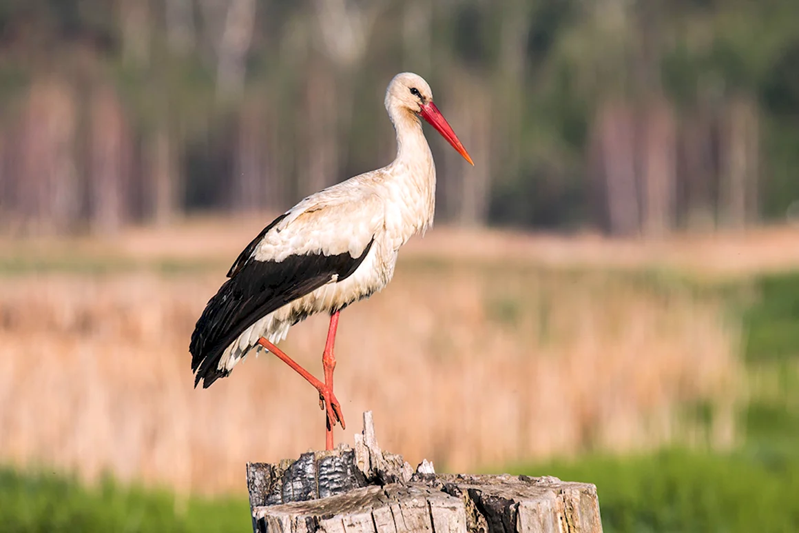 Белый Аист Ciconia Ciconia