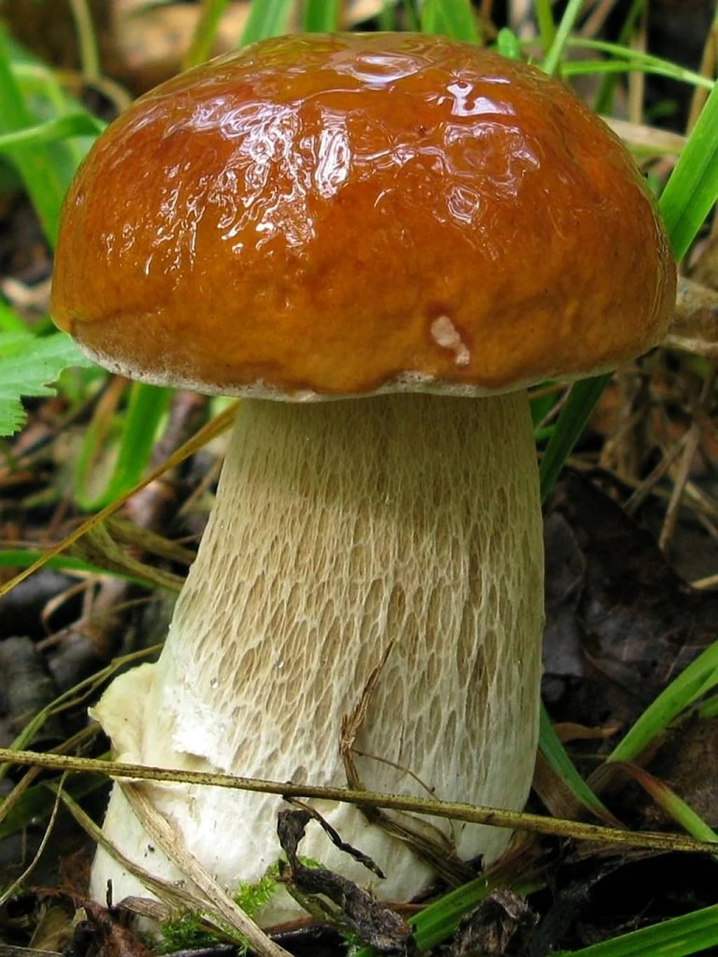 Белый гриб берёзовый Boletus betulicola