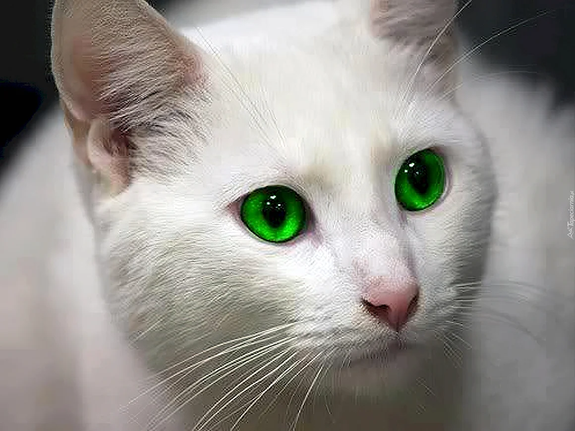 Белый кот с зелеными глазами