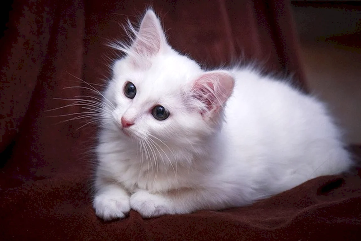 Белый котенок