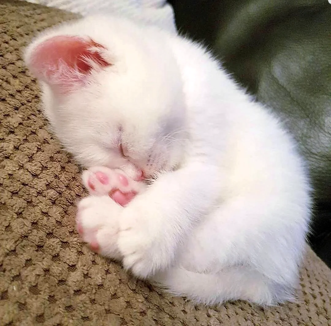 Белый котенок