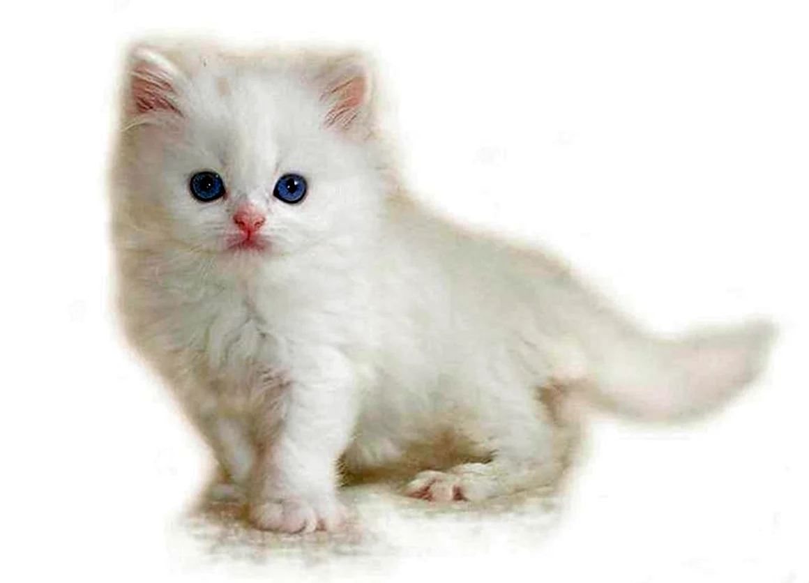 Белый котенок