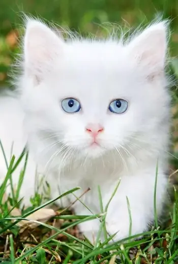 Белый котенок