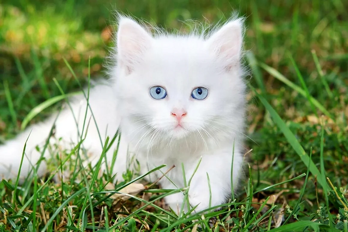 Белый котенок